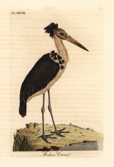 مساعد أقل ، Leptoptilos javanicus. غير حصين. (جمجمة مودون) لوحة نحاسية ملونة يدويًا رسمها ونقشها جون لاثام من كتابه تاريخ الطيور العام ، وينشستر بواسطة جون لاثام