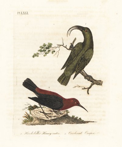 الصغرى akialoa ، Hemignathus obscurus (منقرض) و myzomela الكاردينال ، Myzomela cardinalis. (آكل العسل الأخضر ذو المنقار الخطاف ، سيرثيا أوبسكورا ، موطنه هاواي ، وآكل العسل الأساسي ، سيرثيا كارديناليس ، موطنه تانا ، فانواتو.) صفيحة نحاسية ملونة يدويًا بواسطة جون لاثام