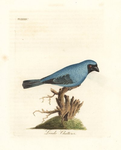 ليندو الثرثرة. ربما طائر السنونو ، Tersina viridis ، ولكن الجزء السفلي من الجسم أزرق ، وليس أبيض. لوح نحاسي ملون يدويًا رسمه ونقشه جون لاثام من كتابه A General History of Birds ، وينشستر بواسطة جون لاثام