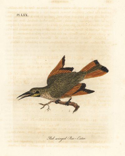 آكل النحل الصغير ، Merops pusillus (آكل النحل الأحمر ، Merops erythropterus). أفريقيا. لوح نحاسي ملون يدويًا رسمه ونقشه جون لاثام من كتابه A General History of Birds ، وينشستر بواسطة جون لاثام