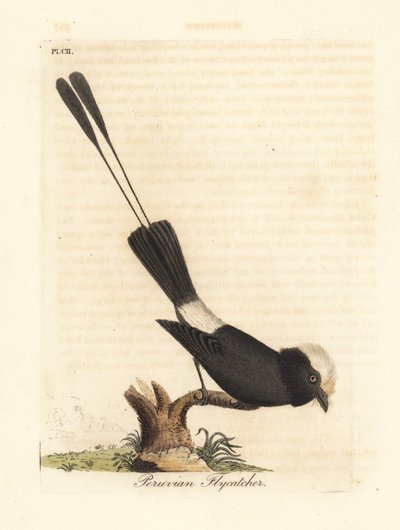 طاغية طويل الذيل ، Colonia Colonus (صائد الذباب البيروفي ، Le Colon). لوح نحاسي ملون يدويًا رسمه ونقشه جون لاثام من كتابه A General History of Birds ، وينشستر بواسطة جون لاثام