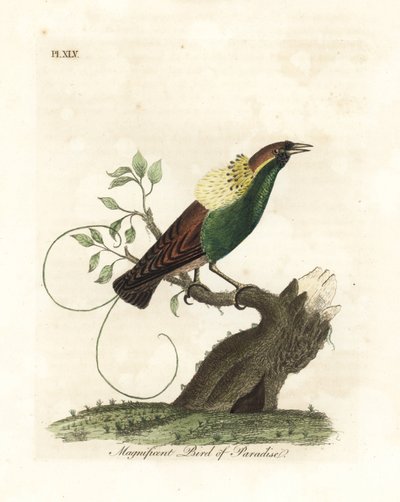 طائر الجنة الرائع ، Diphyllodes magnificus (الجنة الرائعة). لوح نحاسي ملون يدويًا رسمه ونقشه جون لاثام من كتابه A General History of Birds ، وينشستر بواسطة جون لاثام