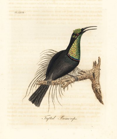 طائر البندقية الرائع ، Ptiloris magnificus (بروميروب معنقدة). مأخوذة من عينة في متحف بولوك. لوح نحاسي ملون يدويًا رسمه ونقشه جون لاثام من كتابه A General History of Birds ، وينشستر بواسطة جون لاثام