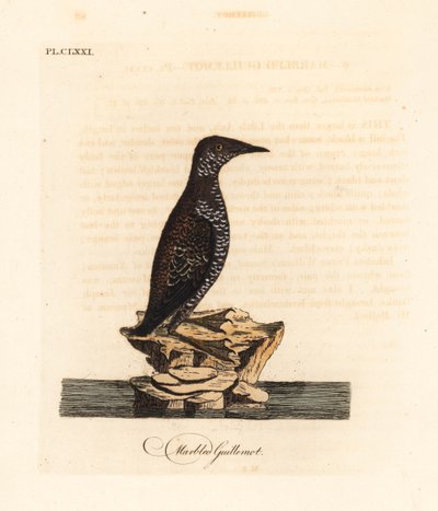 الموريليت الرخامي ، Brachyramphus marmoratus. المهددة بالخطر. (Marbled murrelet، Uria marmorata.) لوح نحاسي ملون يدويًا رسمه ونقشه جون لاثام من كتابه A General History of Birds ، وينشستر بواسطة جون لاثام