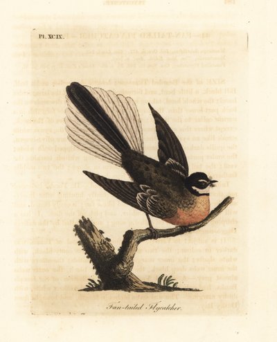 New Zealand Fantail ، Rhipidura fuliginosa (صائد الذباب ذو الذيل المروحي). لوح نحاسي ملون يدويًا رسمه ونقشه جون لاثام من كتابه A General History of Birds ، وينشستر بواسطة جون لاثام