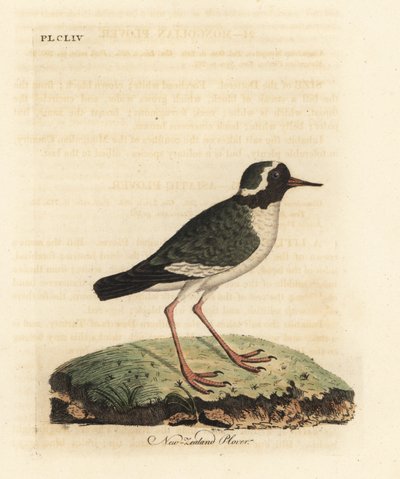 زقزاق نيوزيلندا ، تشرادريوس غامض (Charadrius novae Zealandiae). المهددة بالخطر. لوح نحاسي ملون يدويًا رسمه ونقشه جون لاثام من كتابه A General History of Birds ، وينشستر بواسطة جون لاثام