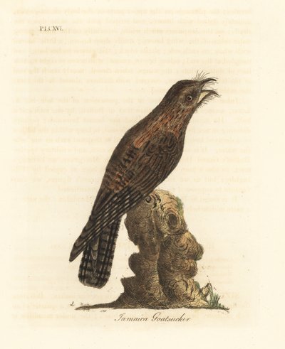 بوتو الشمالية ، Nyctibius jamaicensis (جامايكا ماعز ، Caprimulgus jamaicensis). لوح نحاسي ملون يدويًا رسمه ونقشه جون لاثام من كتابه A General History of Birds ، وينشستر بواسطة جون لاثام