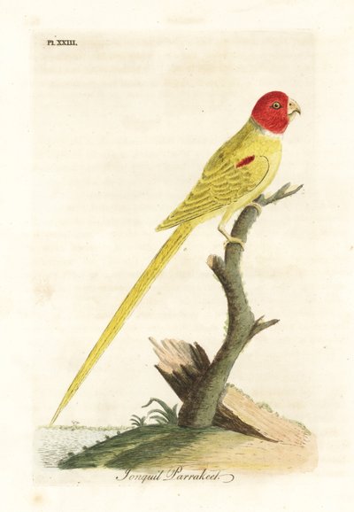 ببغاء الزيتون أو النرجس البري ، Aprosmictus daffodil (Daffodil parrakeet ، Psittacus narcissus). لوح نحاسي ملون يدويًا رسمه ونقشه جون لاثام من كتابه A General History of Birds ، وينشستر بواسطة جون لاثام