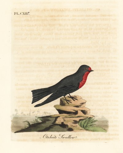 ابتلاع المحيط الهادئ ، Hirundo tahitica (Otaheite swallow ، Hirundo tahitiae). لوح نحاسي ملون يدويًا رسمه ونقشه جون لاثام من كتابه A General History of Birds ، وينشستر بواسطة جون لاثام