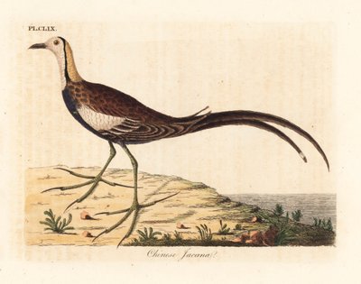 جاكانا ذو الذيل الدراج ، Hydrophasianus Surgeus (جاكانا الصينية ، بارا سينينسيس). لوح نحاسي ملون يدويًا رسمه ونقشه جون لاثام من كتابه A General History of Birds ، وينشستر بواسطة جون لاثام