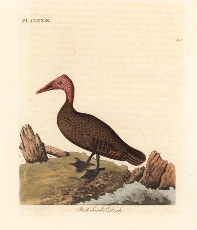 بطة وردية الرأس ، Rhodonessa caryophyllacea (أنس caryophyllacea). انقرضت منذ الخمسينيات. لوح نحاسي ملون يدويًا رسمه ونقشه جون لاثام من كتابه A General History of Birds ، وينشستر بواسطة جون لاثام