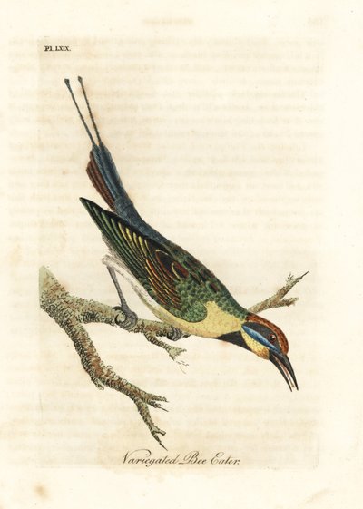 قوس قزح آكلى لحوم البشر ، Merops ornatus (آكل نحل متنوع). أستراليا. لوح نحاسي ملون يدويًا رسمه ونقشه جون لاثام من كتابه A General History of Birds ، وينشستر بواسطة جون لاثام