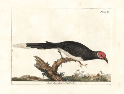 مالكوها أحمر الوجه ، Phaenicophaeus pyrrhocephalus. غير حصين. (مالكوها أحمر الرأس ، كوكولوس بيرهوسيفالوس.) لوح نحاسي ملون يدويًا رسمه ونقشه جون لاثام من كتابه تاريخ الطيور العام ، وينشستر بواسطة جون لاثام