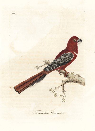 trogon أحمر الرأس ، Harpactes erythrocephalus (Fasciated curucui ، Trogon fasciatus). لوح نحاسي ملون يدويًا رسمه ونقشه جون لاثام من كتابه A General History of Birds ، وينشستر بواسطة جون لاثام