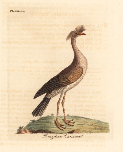 Seriema ذات الأرجل الحمراء أو cariama المتوج ، Cariama cristata (cariama البرازيلية ، Palamedea cristata). لوح نحاسي ملون يدويًا رسمه ونقشه جون لاثام من كتابه A General History of Birds ، وينشستر بواسطة جون لاثام