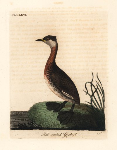 جريب أحمر العنق ، Podiceps grisegena (Podiceps rubricollis). لوح نحاسي ملون يدويًا رسمه ونقشه جون لاثام من كتابه A General History of Birds ، وينشستر بواسطة جون لاثام