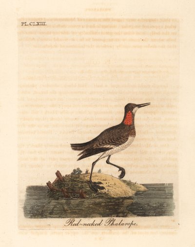 الفالروب ذو العنق الأحمر ، Phalaropus lobatus (Phalaropus hyperboreus). لوح نحاسي ملون يدويًا رسمه ونقشه جون لاثام من كتابه A General History of Birds ، وينشستر بواسطة جون لاثام