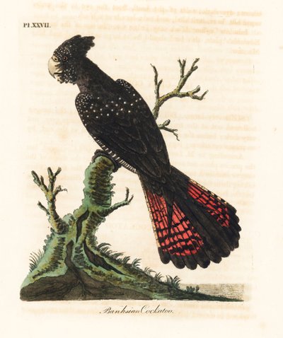 كوكاتو أسود أحمر الذيل ، Calyptorhynchus bankii (كوكاتو بانكسي ، Psittacus bankii). لوح نحاسي ملون يدويًا رسمه ونقشه جون لاثام من كتابه A General History of Birds ، وينشستر بواسطة جون لاثام