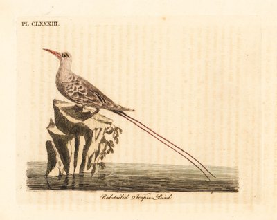 طائر مدار أحمر الذيل ، فايثون رروسودا (فايتون فينيكوروس). لوح نحاسي ملون يدويًا رسمه ونقشه جون لاثام من كتابه A General History of Birds ، وينشستر بواسطة جون لاثام
