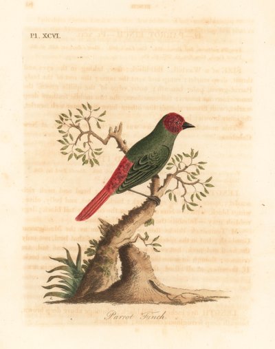 طائر الحسون الأحمر الحلق ، إريتريا psittacea (عصفور الببغاء ، Fringilla psittacea). لوح نحاسي ملون يدويًا رسمه ونقشه جون لاثام من كتابه A General History of Birds ، وينشستر بواسطة جون لاثام