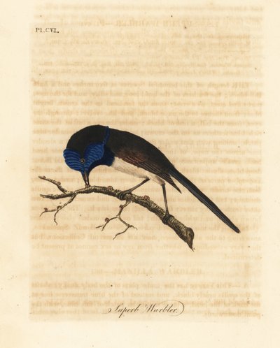 الجنيات ذات الأجنحة الحمراء ، Malurus elegans (الدخلة الرائعة ، Sylvia cyanea). لوح نحاسي ملون يدويًا رسمه ونقشه جون لاثام من كتابه A General History of Birds ، وينشستر بواسطة جون لاثام