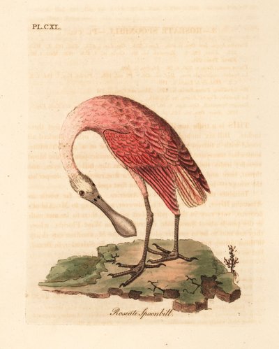 ملعقة منقار الورد ، Platalea ajaja. لوح نحاسي ملون يدويًا رسمه ونقشه جون لاثام من كتابه A General History of Birds ، وينشستر بواسطة جون لاثام