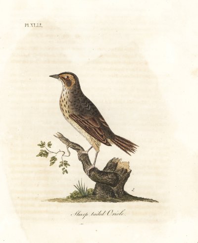 عصفور سالتمارش ، Ammodramus caudacutus. غير حصين. (أوريول حاد الذيل ، Oriolus caudacutus.) صفيحة نحاسية ملونة يدويًا رسمها ونقشها جون لاثام من كتابه A General History of Birds ، وينشستر بواسطة جون لاثام
