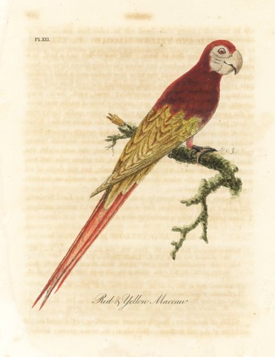 الببغاء القرمزي ، آرا ماكاو (الببغاء الأحمر والأصفر ، Macrocercus aracanga). لوح نحاسي ملون يدويًا رسمه ونقشه جون لاثام من كتابه A General History of Birds ، وينشستر بواسطة جون لاثام