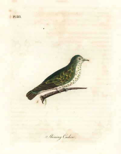 الوقواق البرونزي اللامع ، Chrysococcyx lucidus (الوقواق اللامع ، Cuculus lucidus). لوح نحاسي ملون يدويًا رسمه ونقشه جون لاثام من كتابه A General History of Birds ، وينشستر بواسطة جون لاثام