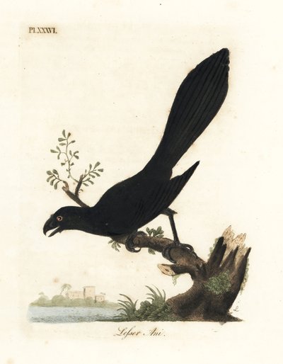 العاني ذو المنقار السلس أو العاني الصغرى ، Crotophaga ani. لوح نحاسي ملون يدويًا رسمه ونقشه جون لاثام من كتابه A General History of Birds ، وينشستر بواسطة جون لاثام
