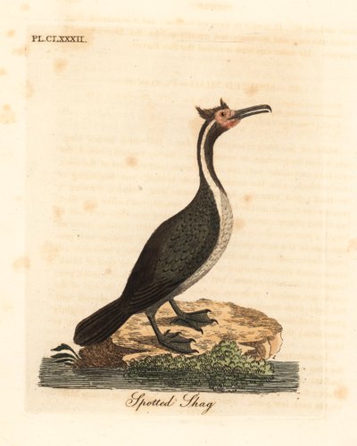 مرقط أشعث أو parekareka ، Phalacrocorax punctatus (Pelecanus punctatus). لوح نحاسي ملون يدويًا رسمه ونقشه جون لاثام من كتابه A General History of Birds ، وينشستر بواسطة جون لاثام