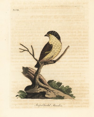 pardalote مخططة ، Pardalotus striatus (ماناكين مخطط الرأس ، Pipra striata). لوح نحاسي ملون يدويًا رسمه ونقشه جون لاثام من كتابه A General History of Birds ، وينشستر بواسطة جون لاثام