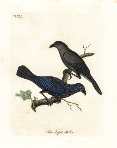 زرزور مخططة ، Aplonis striata (بكرة مخططة باللون الأزرق ، Coracias striata). لوح نحاسي ملون يدويًا رسمه ونقشه جون لاثام من كتابه A General History of Birds ، وينشستر بواسطة جون لاثام