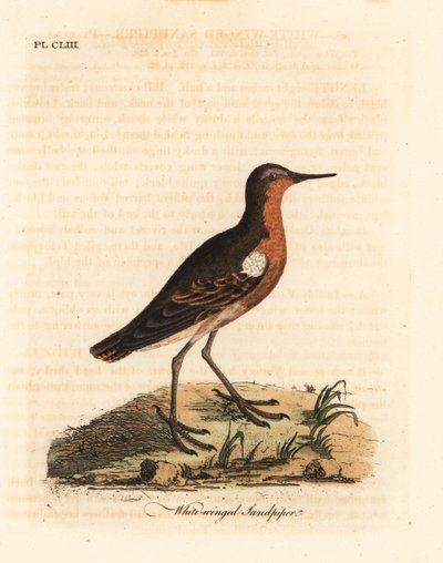طائر الرمل التاهيتي ، Prosobonia leucoptera. ينقرض. (الرمل الأبيض الجناح ، Tringa leucoptera.) لوح نحاسي ملون يدويًا رسمه ونقشه جون لاثام من كتابه تاريخ الطيور العام ، وينشستر بواسطة جون لاثام