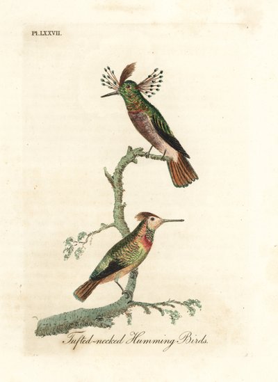 الديوك معنقدة ، Lophornis ornatus (الطيور الطنانة ذات العنق المعنق ، Trochilus ornatus). ذكر و أنثى. لوح نحاسي ملون يدويًا رسمه ونقشه جون لاثام من كتابه A General History of Birds ، وينشستر بواسطة جون لاثام