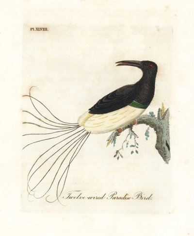 طائر الجنة المكون من اثني عشر سلكًا ، Seleucidis melanoleucus (الجنة النيجيرية). لوح نحاسي ملون يدويًا رسمه ونقشه جون لاثام من كتابه A General History of Birds ، وينشستر بواسطة جون لاثام