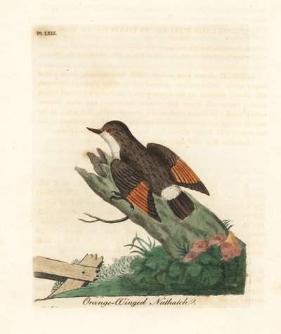 متنوعة sittella ، Daphoenositta chrysoptera (خندق البندق البرتقالي المجنح ، سيتا chrysoptera). لوح نحاسي ملون يدويًا رسمه ونقشه جون لاثام من كتابه A General History of Birds ، وينشستر بواسطة جون لاثام