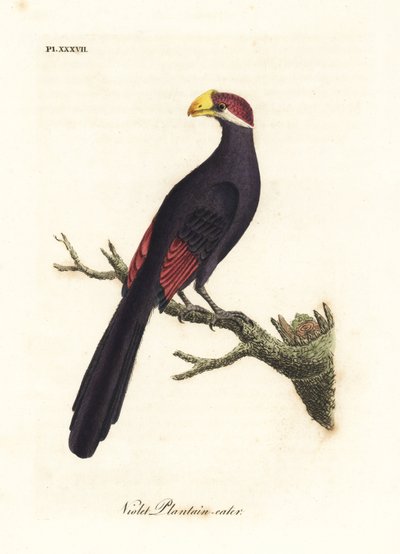توراكو البنفسجي أو آكل الموز البنفسجي ، Musophaga violacea. لوح نحاسي ملون يدويًا رسمه ونقشه جون لاثام من كتابه A General History of Birds ، وينشستر بواسطة جون لاثام