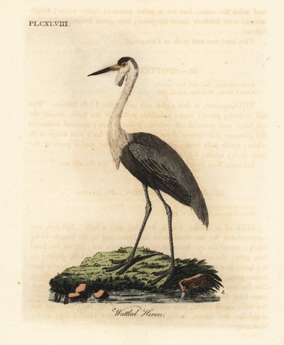 جمجمة مدببة ، Bugeranus carunculatus. غير حصين. (مالك الحزين Wattled ، Ardea carunculata.) لوح نحاسي ملون يدويًا رسمه ونقشه جون لاثام من كتابه تاريخ الطيور العام ، وينشستر بواسطة جون لاثام