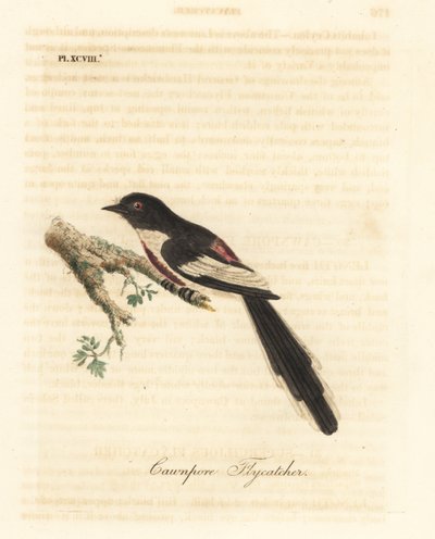 صغيرة بيضاء بطن ، Pericrocotus erythropygius (Cawnpore flycatcher). الهند. لوح نحاسي ملون يدويًا رسمه ونقشه جون لاثام من كتابه A General History of Birds ، وينشستر بواسطة جون لاثام