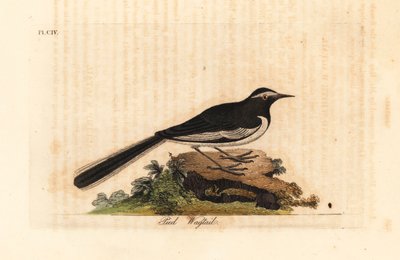 ذعرة الذعرة الذهبية عريضة الحاجب ، Motacilla maderaspatensis. (ذعرة القدم من الهند). لوح نحاسي ملون يدويًا رسمه ونقشه جون لاثام من كتابه A General History of Birds ، وينشستر بواسطة جون لاثام