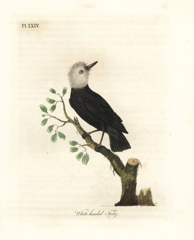 طاغية المستنقعات أبيض الرأس ، Arundinicola leucocephala (تودي أبيض الرأس ، Todus leucocephalus). لوح نحاسي ملون يدويًا رسمه ونقشه جون لاثام من كتابه A General History of Birds ، وينشستر بواسطة جون لاثام