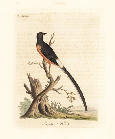 شاما بيضاء ، Copsychus malabaricus macrourus. (مثل مرض القلاع طويل الذيل ، Turdus macrourus.) لوح نحاسي ملون يدويًا رسمه ونقشه جون لاثام من كتابه تاريخ الطيور العام ، وينشستر بواسطة جون لاثام