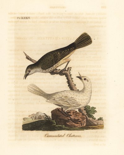 طائر الجرس الأبيض ، Procnias albus ، ذكر وأنثى (ثرثرة ملتطمة ، Ampelis carunculata). لوح نحاسي ملون يدويًا رسمه ونقشه جون لاثام من كتابه A General History of Birds ، وينشستر بواسطة جون لاثام