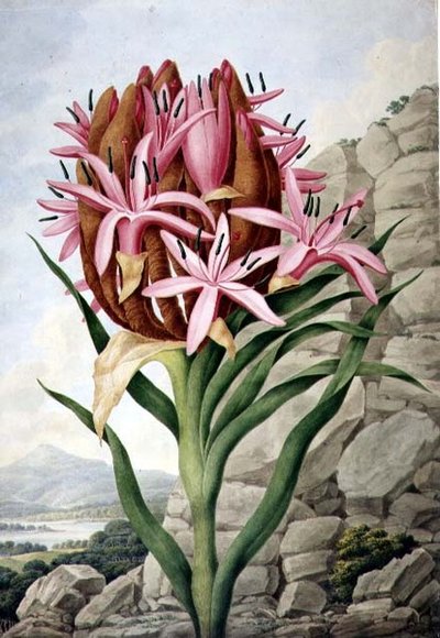 PD.757-1973 سبير ليلي (Doryanthes excelsa) بواسطة جون ليندلي