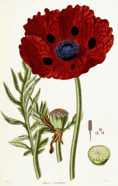 Papaver Bracteatum ، 1821-1826 بواسطة جون ليندلي