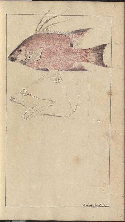 رسومات ليندسي المجلد. سابعا بواسطة جون ليندسي