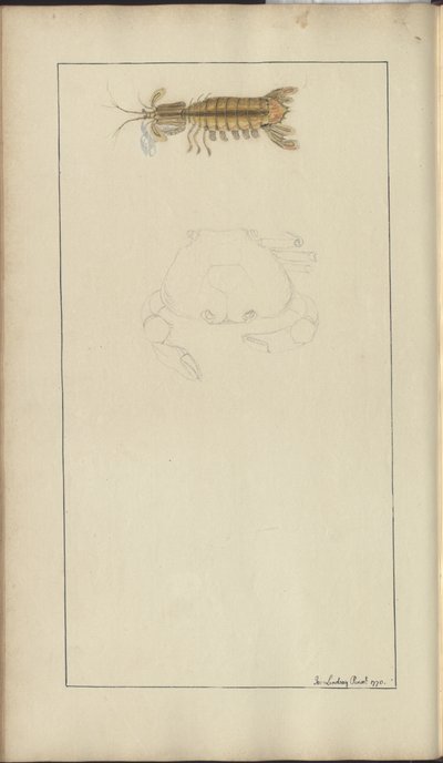 Lindsay Drawings Vol. VII, 24 بواسطة جون ليندسي