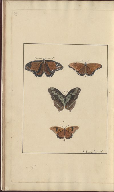 Lindsay Drawings Vol. VI, 29 بواسطة جون ليندسي