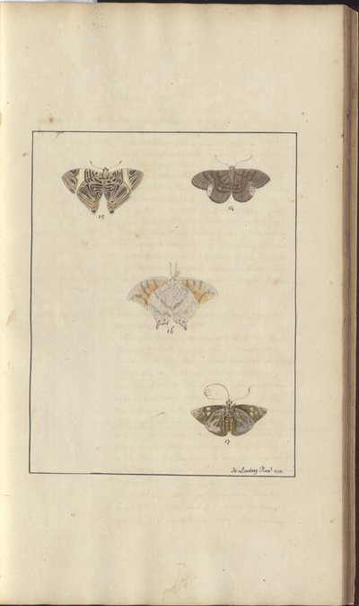 Lindsay Drawings Vol. VI, 42 بواسطة جون ليندسي